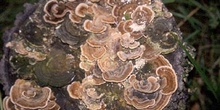 Colas de Turquía (Trametes versicolor)