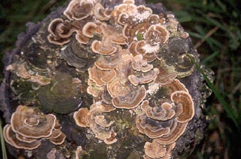 Colas de Turquía (Trametes versicolor)