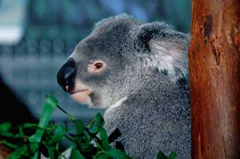 Koala
