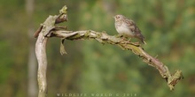 CANTO DEL WOOD LARK