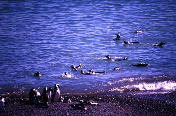 Pingüinos de Magallanes, Argentina
