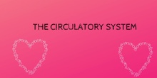 The circulatory system II