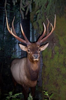 Real Museo de la Columbia Británica, Victoria