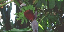 Platanera (Musa acuminata)