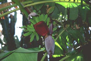 Platanera (Musa acuminata)