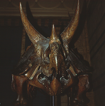 Reproducción de un torosaurus