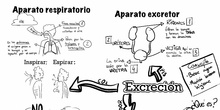 Excreción