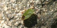 Chinche de escudo verde (Palomena prasina)