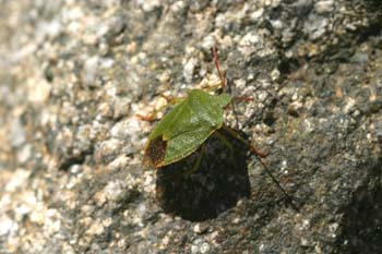 Chinche de escudo verde (Palomena prasina)