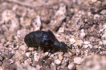 Aceitera (Meloë violaceus)