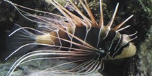 Pez escorpión (Pterois radiata)