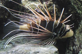 Pez escorpión (Pterois radiata)