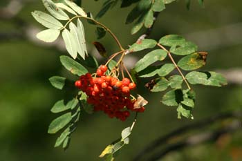 Serbal de cazadores - Fruto (Sorbus acuparia)