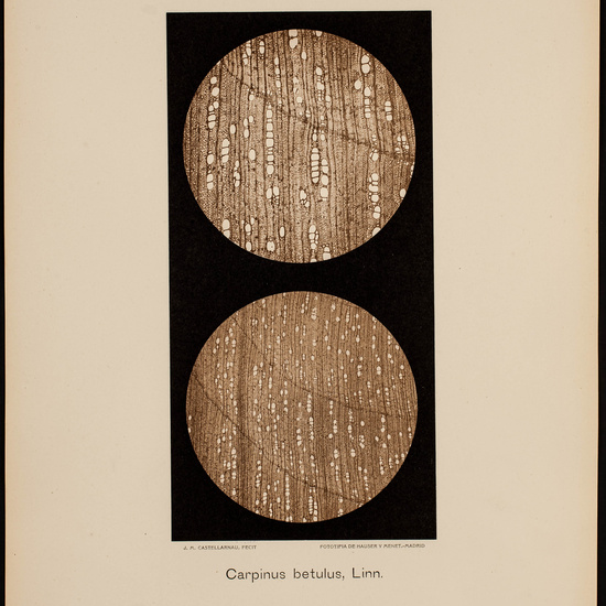 IES_CARDENALCISNEROS_BOTÁNICA_II_LÁMINAS_038