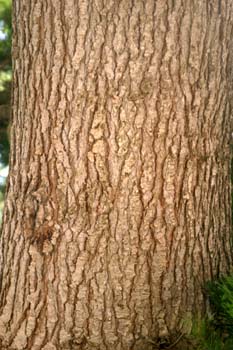 Cedro llorón - Tronco (Cedrus deodara)