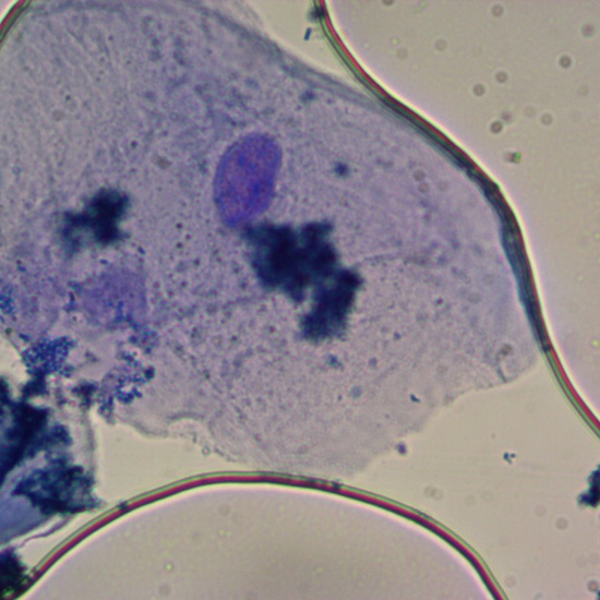 Células de la mucosa bucal 2