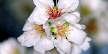 Cerezo - Flor (Prunus avium)