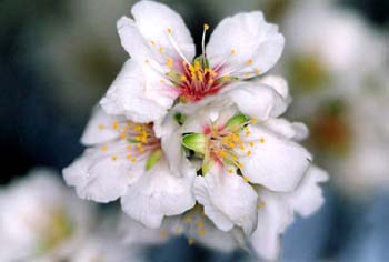 Cerezo - Flor (Prunus avium)