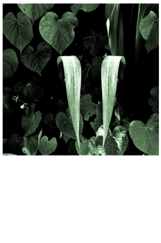 Fotografía artística utilizando la técnica del virado