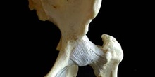 Articulación de la pelvis y el femur