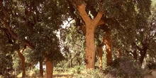 Alcornoque - Bosque (Quercus suber)