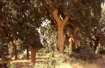Alcornoque - Bosque (Quercus suber)