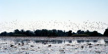 Estampida de aves, Botswana