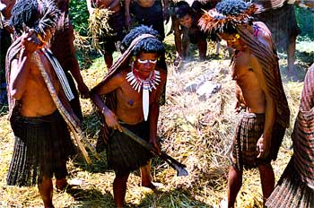 Mujeres colocando rocas calientes en horno, Irian Jaya, Indonesi