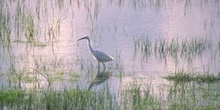 Garceta (Egretta garzetta)