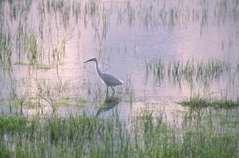 Garceta (Egretta garzetta)