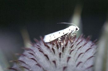 Polilla (Yponomeuta padella)