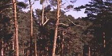 Pino silvestre - Porte (Pinus sylvestris)