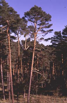 Pino silvestre - Porte (Pinus sylvestris)