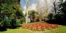 Flores en un parque