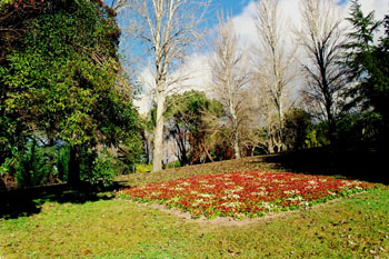 Flores en un parque