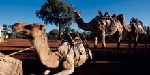 Camellos descansando