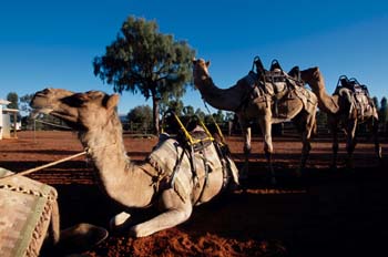 Camellos descansando