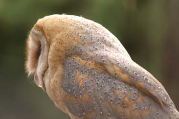 Lechuza común (Tyto alba)