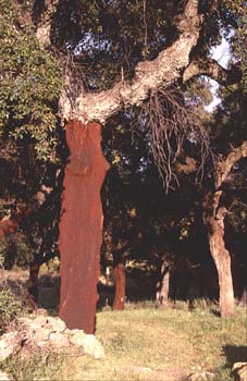 Alcornoque - Tronco (Quercus suber)
