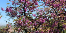 Cercis siliquastrum_2