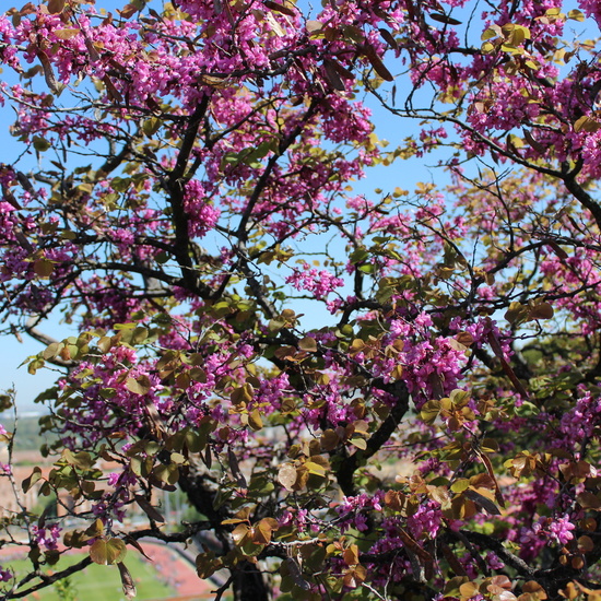 Cercis siliquastrum_2