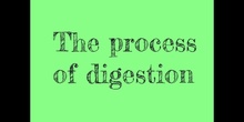 PRIMARIA - 3º - NATURAL SCIENCE - PROCESS OF DIGESTION