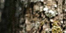 Tela de araña (Araneae Ord.)