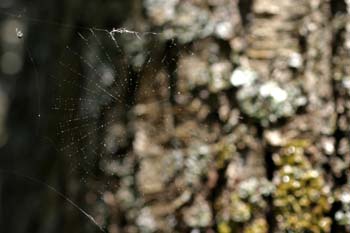 Tela de araña (Araneae Ord.)