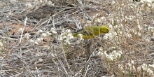 Canario de vientre amarillo Serinus flaviventris (Swainson, 1832) (