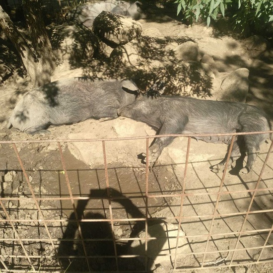 2019_06_14_4º de primaria en Cañada Real_CEIP FDLR_Las Rozas 11