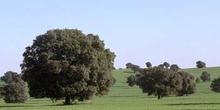 Encina - Bosque (Quercus ilex)