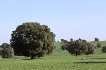 Encina - Bosque (Quercus ilex)