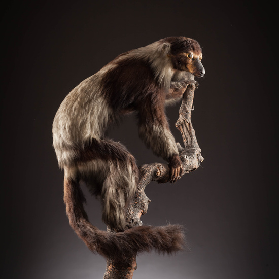 IES_SANISIDRO_MUSEO_Zoolgía_016