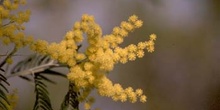 Mimosa - Flor (Acacia dealbata)